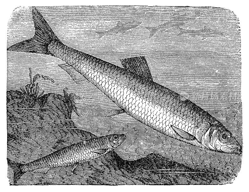 欧洲鲽鱼(Sprattus Sprattus)和大西洋鲱鱼(Clupea Harengus) - 19世纪